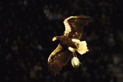 2a81fd61424861.gif