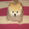 free image host