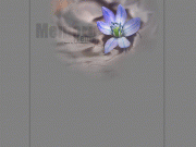 free image host