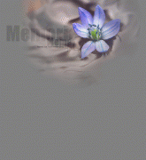 free image host