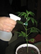 vegetal vegetal