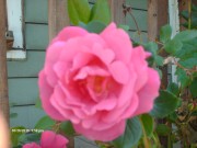imagebam.com